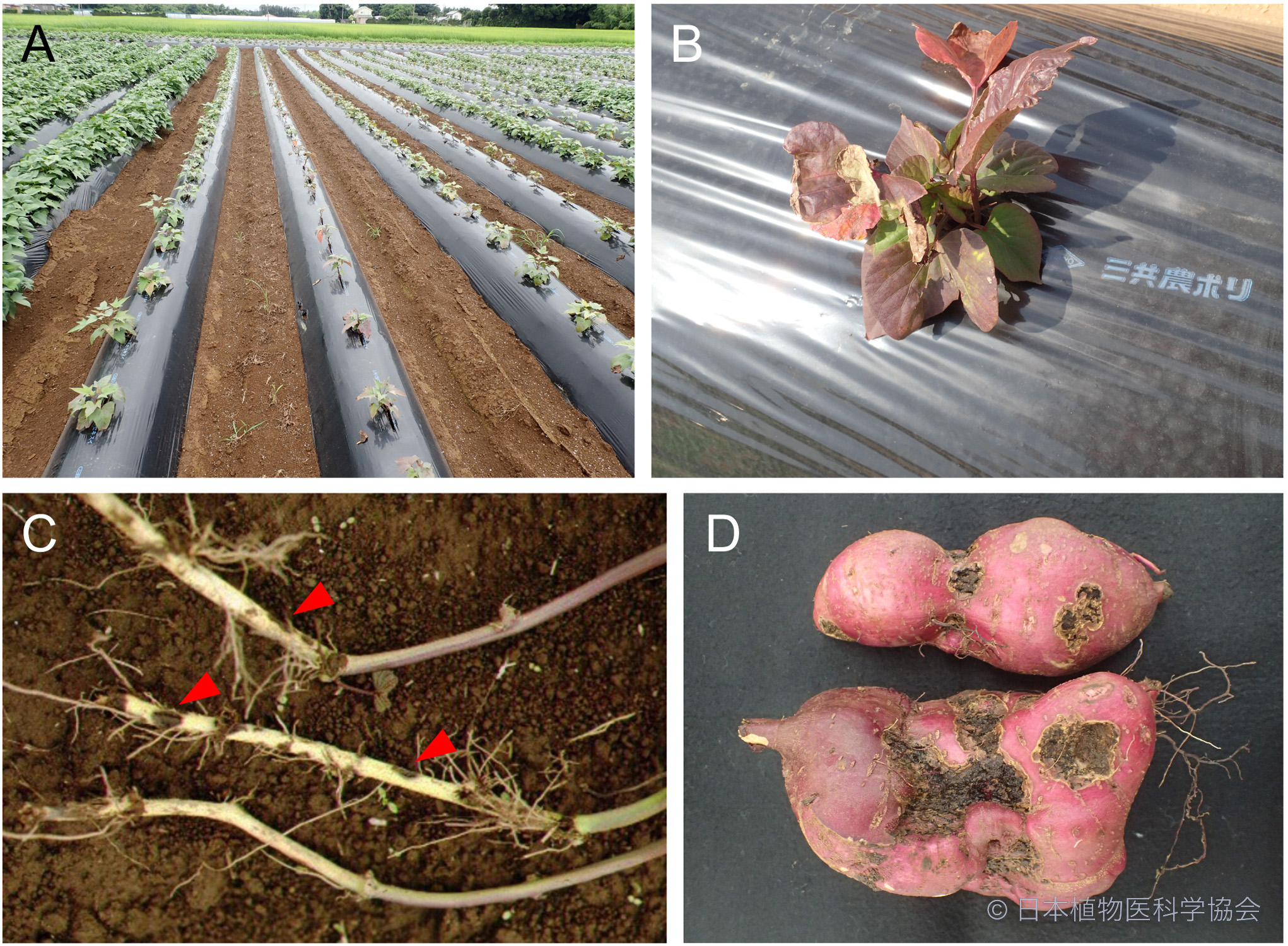 ローストサツマイモと玉ねぎのレシピ